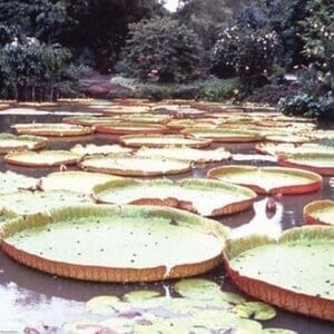 5 Foot Lily Pads by Cmdr. John Bortniak - Art Print