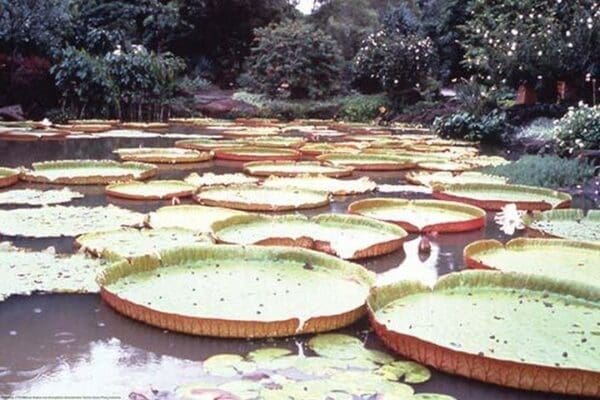 5 Foot Lily Pads by Cmdr. John Bortniak - Art Print