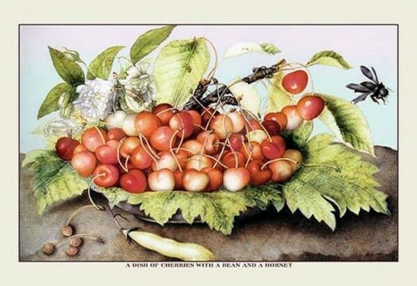 A Dish of Cherries With a Bean and a Hornet by Giovanna Garzoni - Art Print