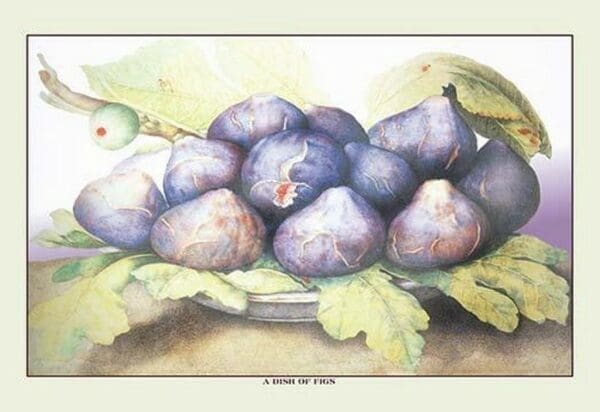 A Dish of Figs by Giovanna Garzoni - Art Print