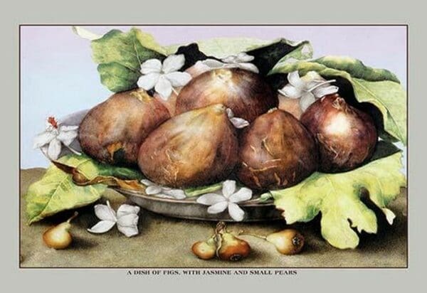 A Dish of Figs with Jasmine and Small Pears by Giovanna Garzoni - Art Print