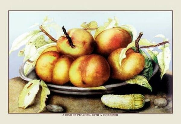 A Dish of Peaches with a Cucumber by Giovanna Garzoni - Art Print