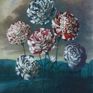 A Group of Carnations - Art Print