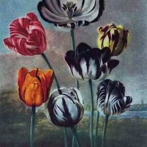 A Group of Tulips - Art Print