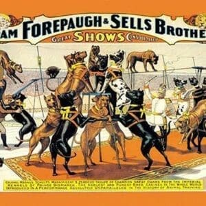 A Troupe of Champion Great Danes: Adam Forepaugh and Sells Brothers Great Shows Consolidated - Art Print