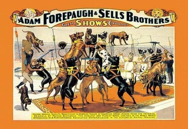 A Troupe of Champion Great Danes: Adam Forepaugh and Sells Brothers Great Shows Consolidated - Art Print