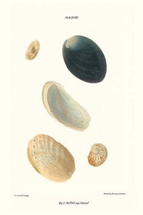 Abalone Shells By John Mawe - Art Print