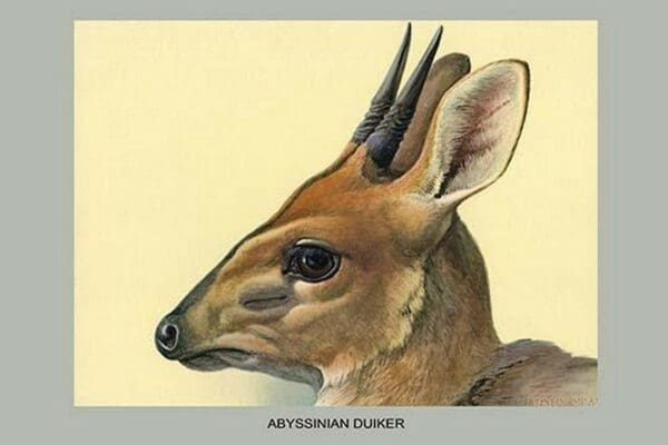 Abyssinian Duiker by Louis Agassiz Fuertes - Art Print