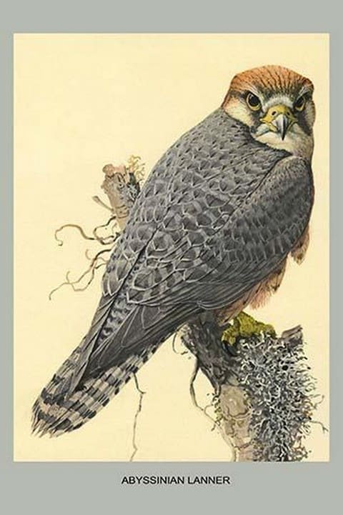 Abyssinian Lanner by Louis Agassiz Fuertes - Art Print