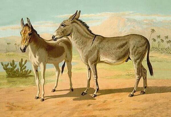 Abyssinian Male and Indian Onager Female by Samuel Sidney - Art Print