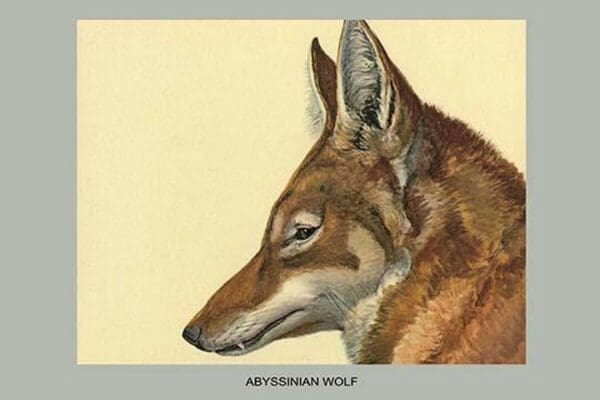 Abyssinian Wolf by Louis Agassiz Fuertes - Art Print