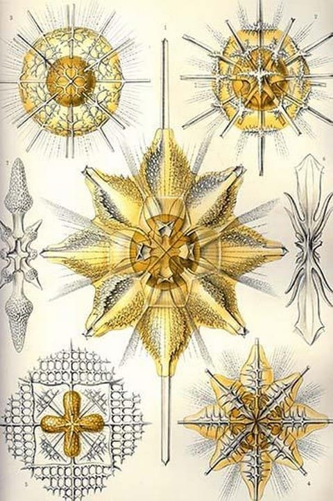 Acanthometra by Ernst Haeckel - Art Print