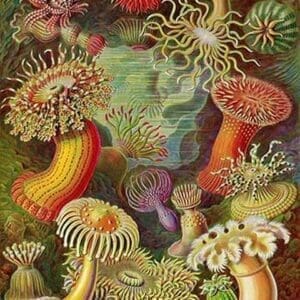 Actiniae by Ernst Haeckel - Art Print