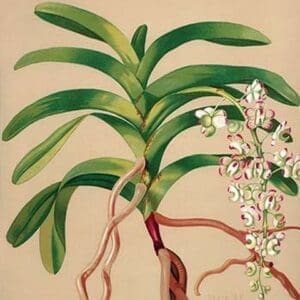 Aerides Quinquevulnera by H.G. Moon - Art Print