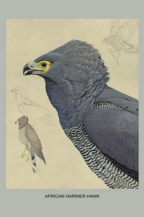 African Harrier Hawk by Louis Agassiz Fuertes - Art Print