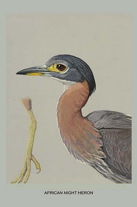 African Night Heron by Louis Agassiz Fuertes - Art Print