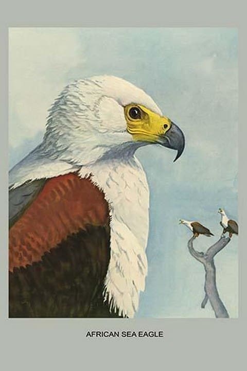 African Sea Eagle by Louis Agassiz Fuertes #2 - Art Print