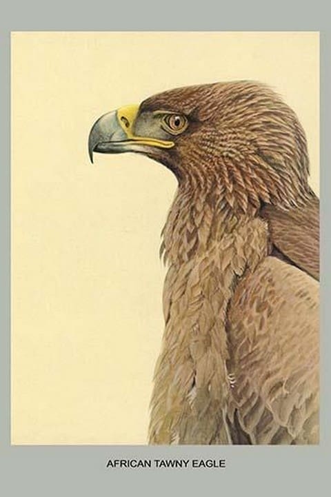 African Tawny Eagle by Louis Agassiz Fuertes - Art Print