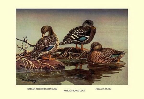 African and Meller's Ducks by Allan Brooks - Art Print