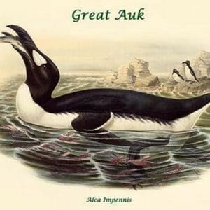 Alca Impennis - Great Auk by John Gould - Art Print