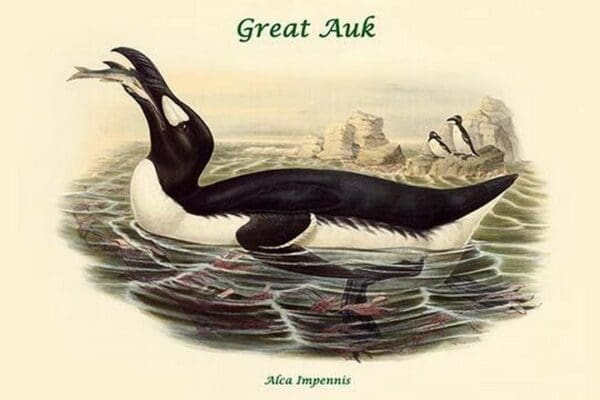 Alca Impennis - Great Auk by John Gould - Art Print