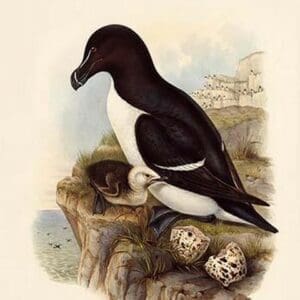 Alca Torda - Razorbill by John Gould - Art Print