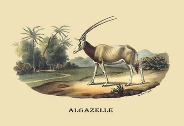 Algazelle (Gazelle) by E. F. Noel - Art Print