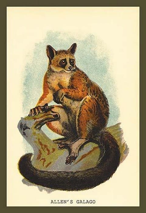 Allen's Galago by Sir William Jardine - Art Print