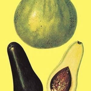 Alligator Pears - Art Print