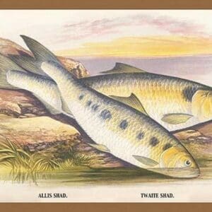 Allis Shad and Twaite Shad by A.F. Lydon - Art Print