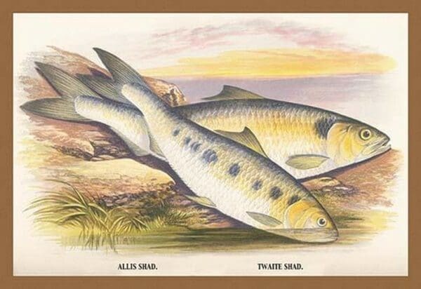 Allis Shad and Twaite Shad by A.F. Lydon - Art Print