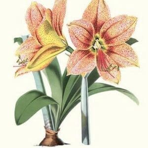 Amaryllis by Louis Benoit Van Houtte #2 - Art Print