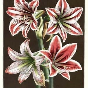 Amaryllis by Louis Benoit Van Houtte #3 - Art Print