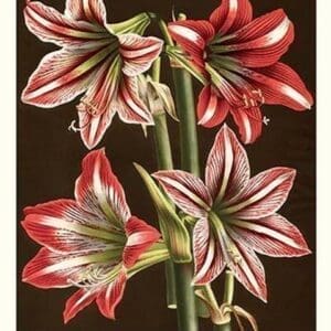 Amaryllis by Louis Benoit Van Houtte #4 - Art Print