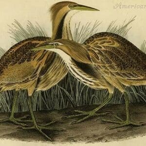 American Bittern by John James Audubon - Art Print