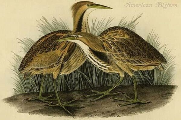 American Bittern by John James Audubon - Art Print