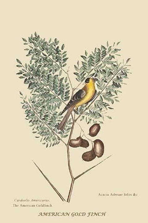 American Goldfinch by Mark Catesby #2 - Art Print