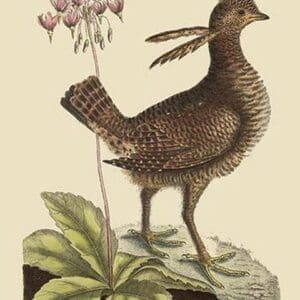 American Partridge by Mark Catesby #2 - Art Print