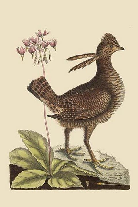 American Partridge by Mark Catesby - Art Print