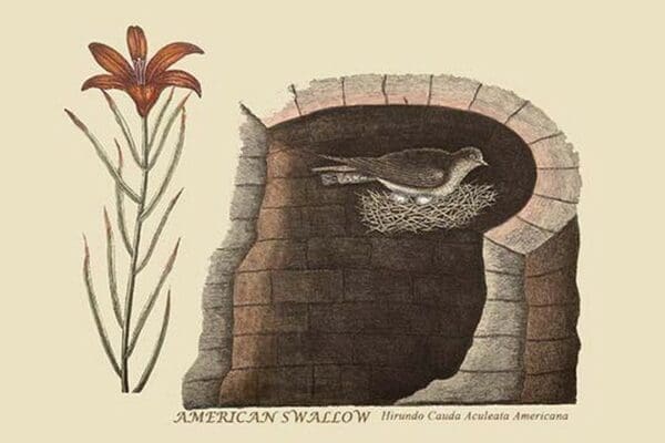 American Swallow by Mark Catesby #2 - Art Print