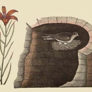 American Swallow by Mark Catesby - Art Print