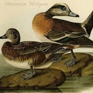 American Widgeon by John James Audubon - Art Print