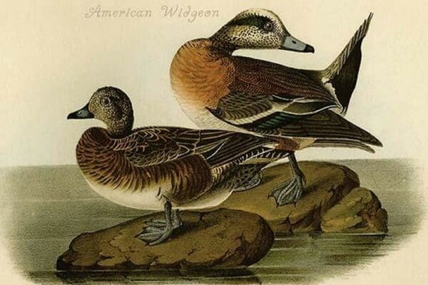 American Widgeon by John James Audubon - Art Print