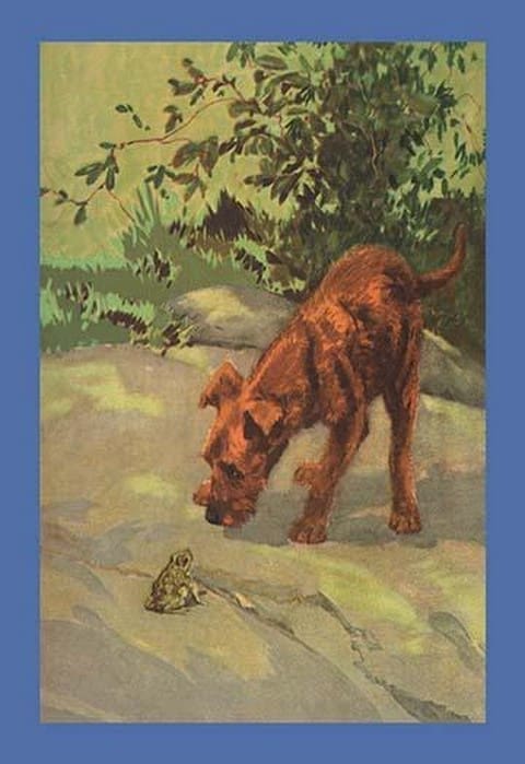 An Irish Terrier Puppy by Diana Thorne - Art Print