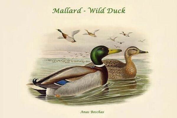 Anas Boschas - Mallard - Wild Duck by John Gould - Art Print