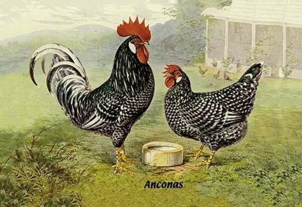 Anconas (Chickens) - Art Print