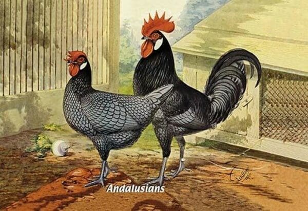 Andalusians (Chickens) - Art Print