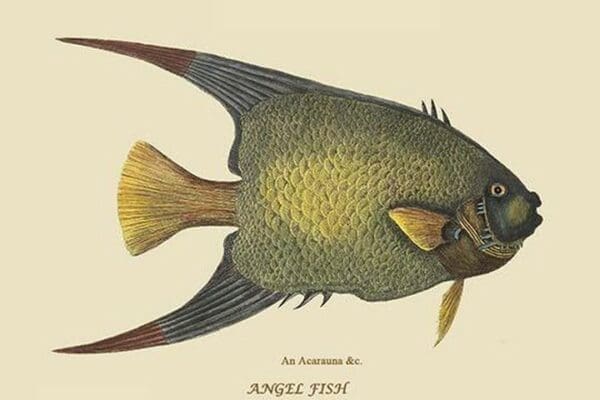 Angel Fish by Mark Catesby #2 - Art Print