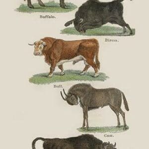 Animals - Art Print