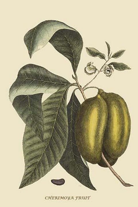 Anona - Cherimoya Fruit by Mark Catesby #2 - Art Print